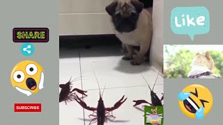Funniest Animals Dogs Cats Tik Tok 2022
