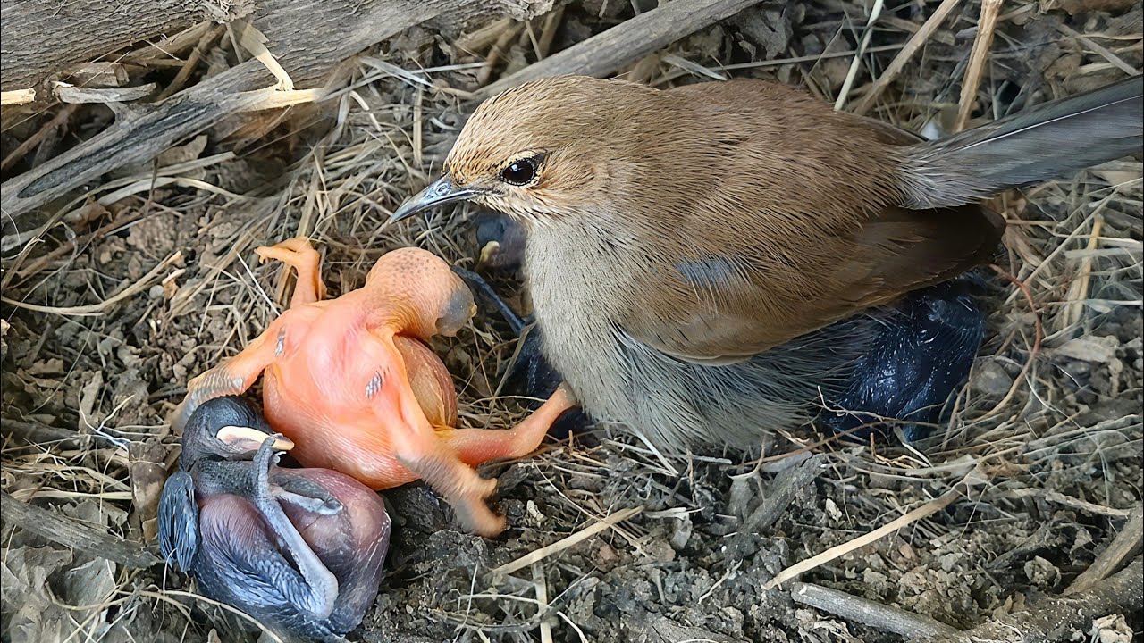 Mother sat on the other baby's and the cuckoo baby took one baby out ...