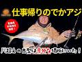 乗っ込みでかアジ攻略/ボトムステイで尺アジ探し【愛媛県宇和海】 #家邊克己 #サーティフォー