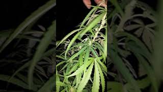 My Omega Sativa