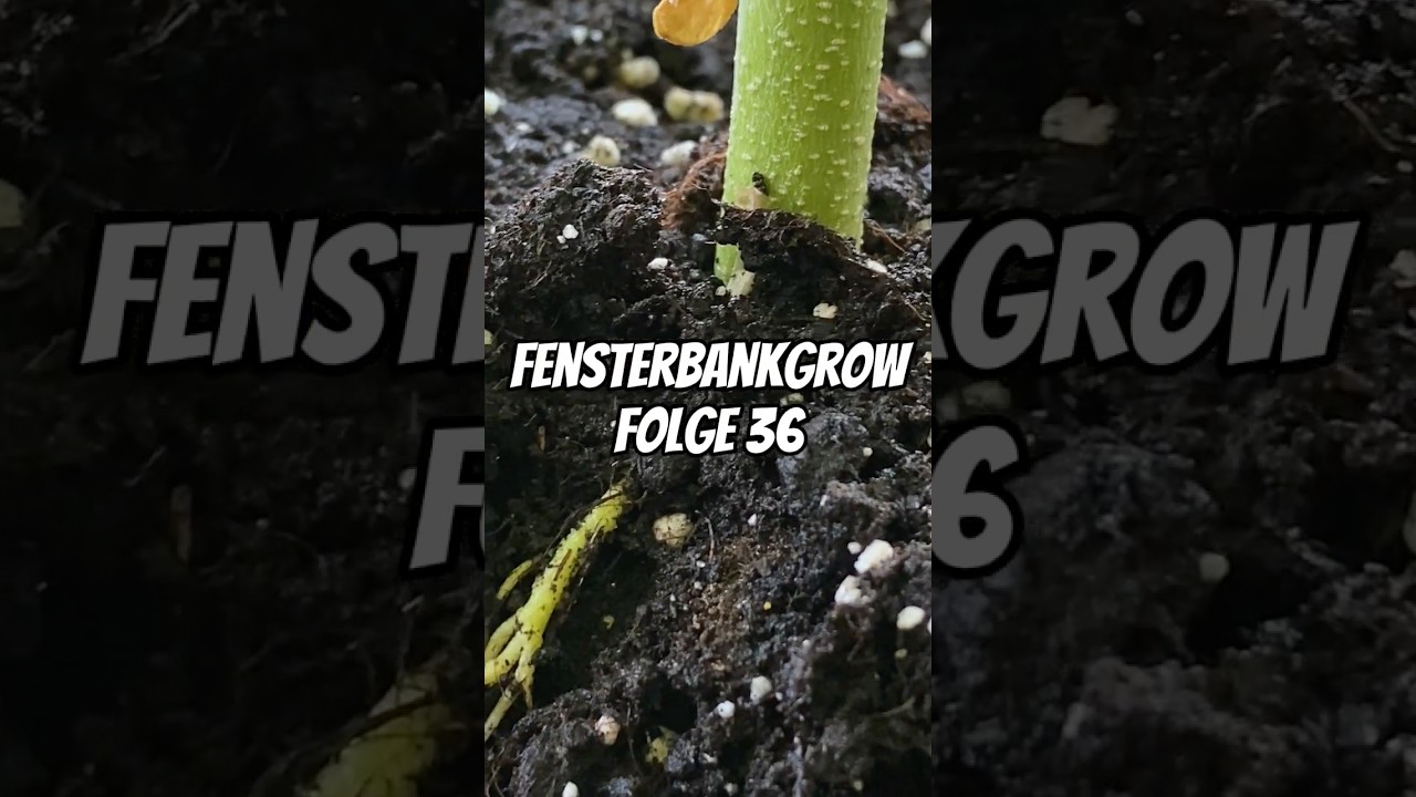 Wie richtig gießen? 💦 Fensterbankgrow Folge 36 🪴☀️
