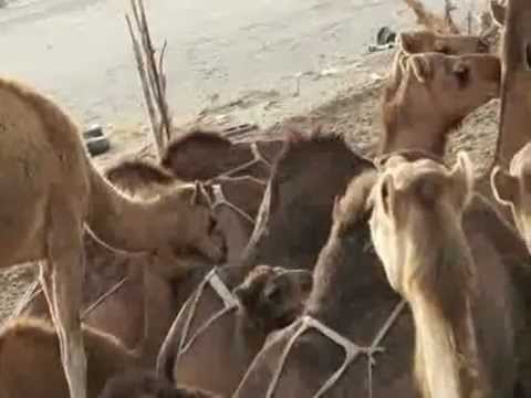 طريق عسفان و الكامل محمد النهدي و معتز سرحان 2