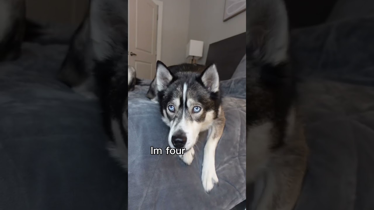 My dogs answer questions! (And get very sassy) 