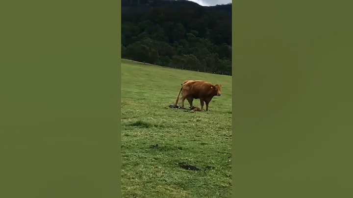 Cow gives birth to twins #viral #shorts #youtubeshorts