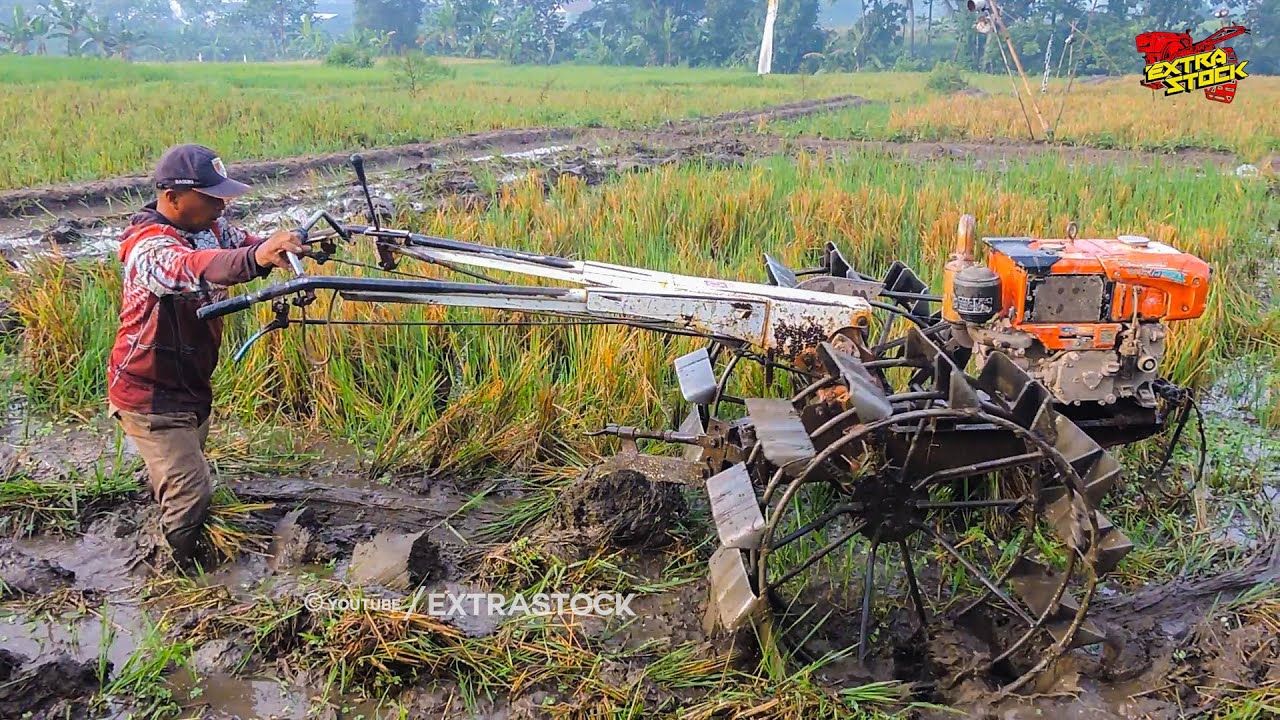 Dikejar Target! Traktor Sawah Langsung Garap Meski Jerami Masih Basah Bekas Panen