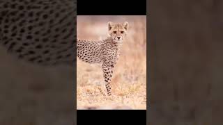 Close-Up Of Amazing Nature Episode 20259