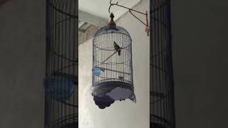 wambi kw / tepus lurik