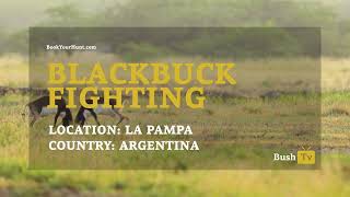 Bush Tv - Blackbuck Fight