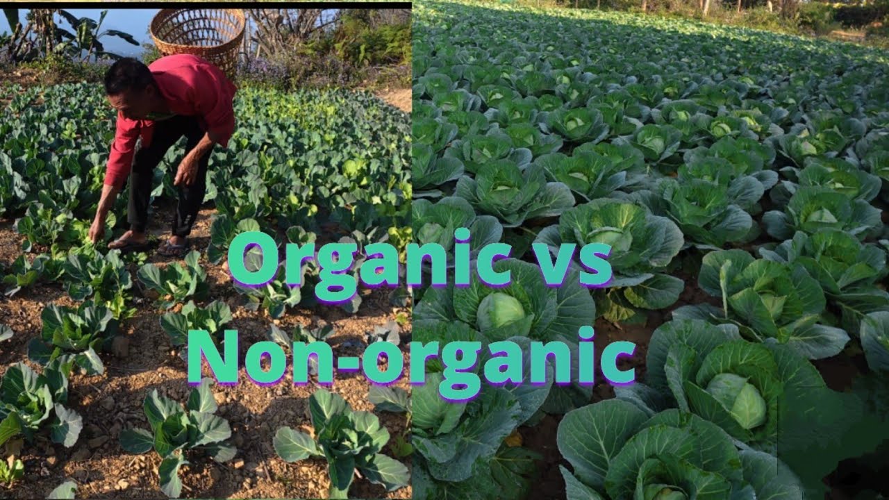 The difference between organic and non- organic cabbage 