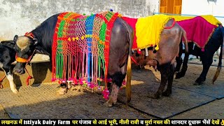 लखनऊ म Istiyak Dairy Farm पर पजब स आई भर,नल रव व मरर नसल क शनदर दधर भस दख