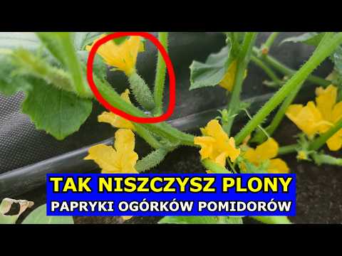 This is how you destroy crops of peppers, cucumbers, and tomatoes. Mistakes. Important Video. Veg...