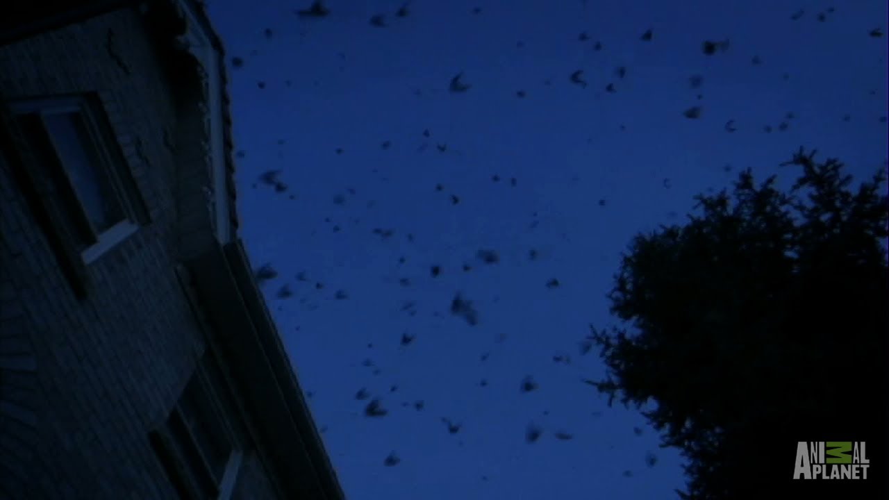 Imprisoned By Bats Infested Youtube