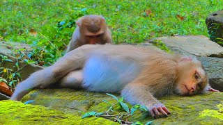 Monkey Luay get pregnant monkey Joyce relaxing by grooming & Joyce groom Tom