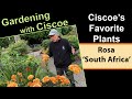 Ciscoe S Favorite Plants Rosa South Africa Ciscoe S Favorite Plants Rosa South Africa
