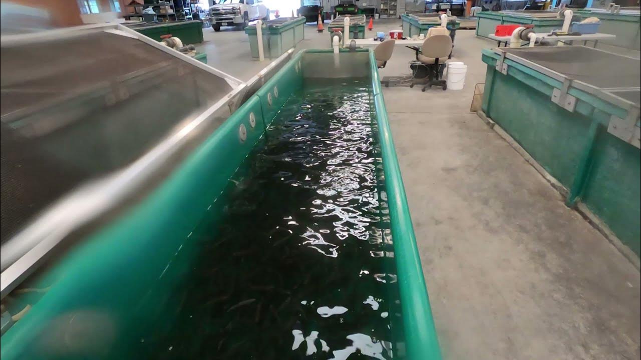 Creek Days 2021 Warm Springs Hatchery Tour YouTube