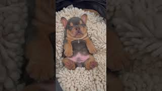 Peaceful Scene of a Sleeping Precious Puppy
