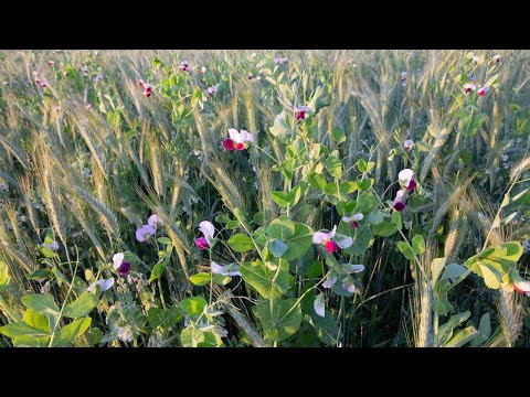 Video: Wat is het doel van plantenaders?