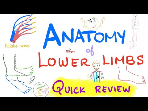 Anatomy of Lower Limb | Quick Review