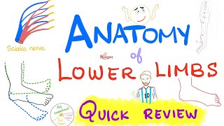 Anatomy of Lower Limb  Quick Review  Anatomy Review Series