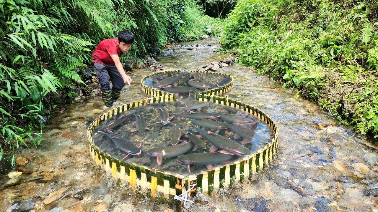 Boy Lam used bamboo bent into the shape of a figure 8 to create a fish ...