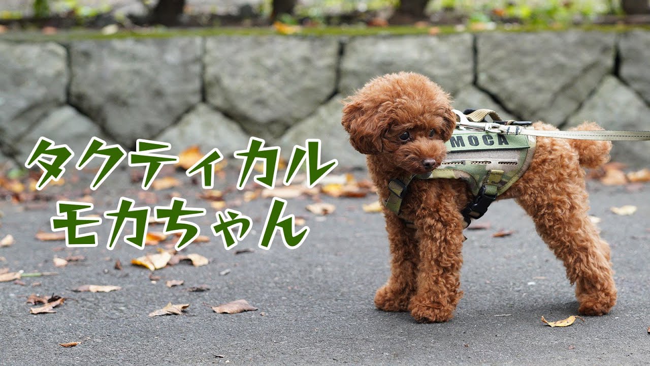 軍用犬 タクティカルモカちゃん トイプードルにキロナイナーのミリタリーハーネスを装着してみたんだけど 様子が変 Youtube