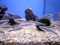 African glass catfish  sweet knowle aquatics