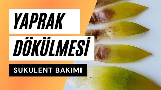 Sukulent Yaprakları Neden Dökülür? Sukulent Bakımı