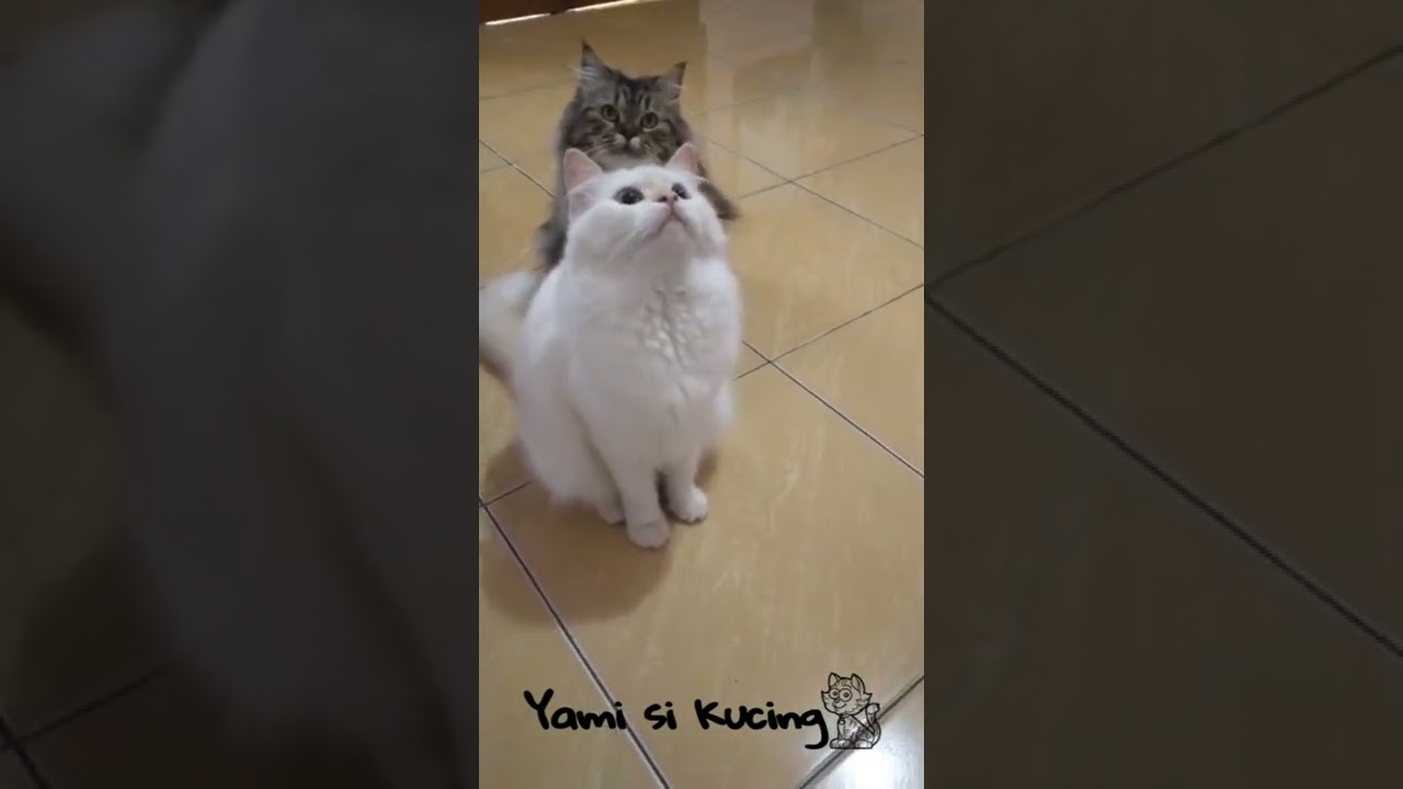 Tiga Anabul Lucu 😸😸😸 