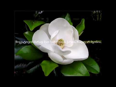 Ana Malazonia - Magnolia (Lyrics) / ანა მალაზონია - მაგნოლია (ტექსტი) ❤