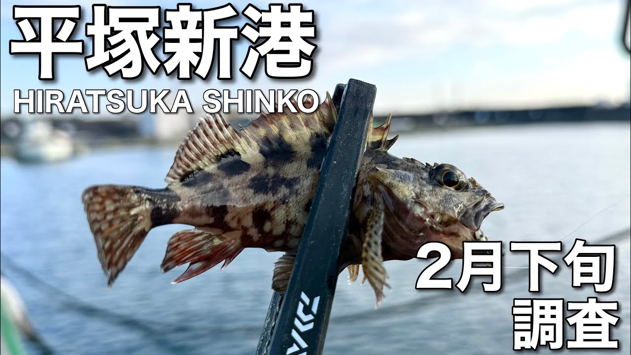 平塚新港 2月下旬 調査