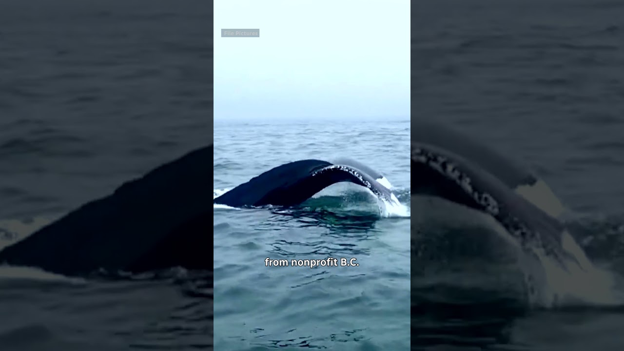 Humpback whale found dead after possible collision with B.C. Ferries ship