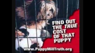 Help stop puppy mills, Don't Shop Adopt!!!