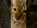 Club Cat#3