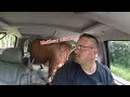 Muffin Man the bull gets to ride &amp; 💩 in his new Cadillac for the first time