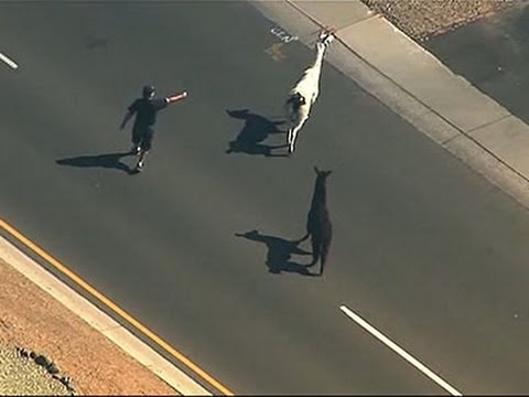 Raw: Llamas on the Loose in Arizona - YouTube
