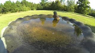 Blue Bird Slow Motion