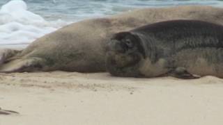 Moku Nui Monk Seals