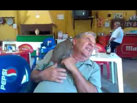 pajaro  perdiz cantando en la mano en el club podenquero de vilches