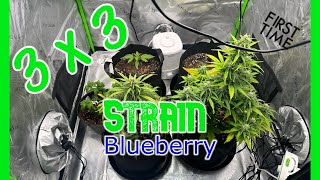 first grow