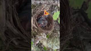 Blackbird babies growing