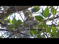 Cassin&#39;s Vireo Building a Nest