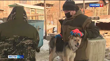 Что делают с собаками в отлове