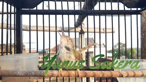Suara Prenjak Lumut Jantan Untuk Pancingan