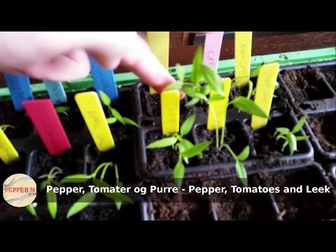 Video: Kan du dyrke en pepperplante inne: Lær om å dyrke paprika innendørs