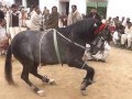 gora intzar dance gujrat pakistan hourse dance