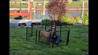 Things to know before buying this 24"  tall 8 panel Dog Pen | FurniEdge