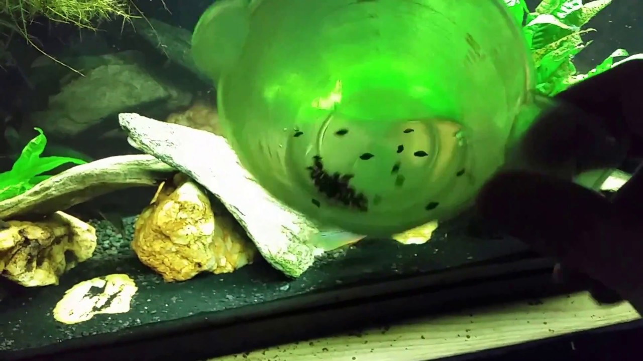 Loaches Will Eliminate Snails In Your Aquarium - YouTube