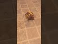 The time I got my tortoise a leash!