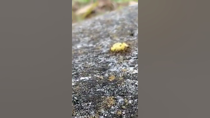 How ant colonies evacuate during floods #ants #insects #antcolony #simulation