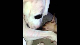 Lucy Love Bug And Peety Crack The Pit